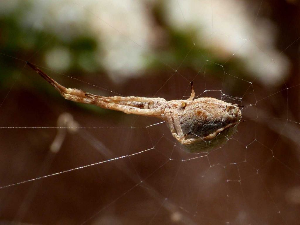 Uloboridae - Uloborus walckenaerius